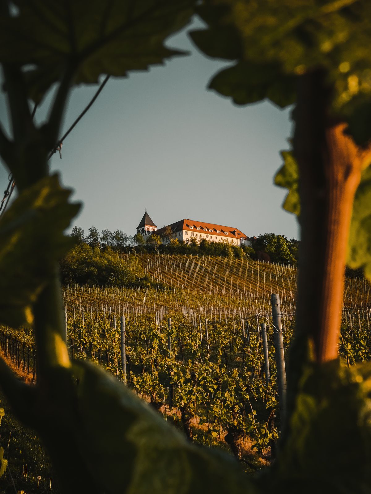 Vineyard at golden hour