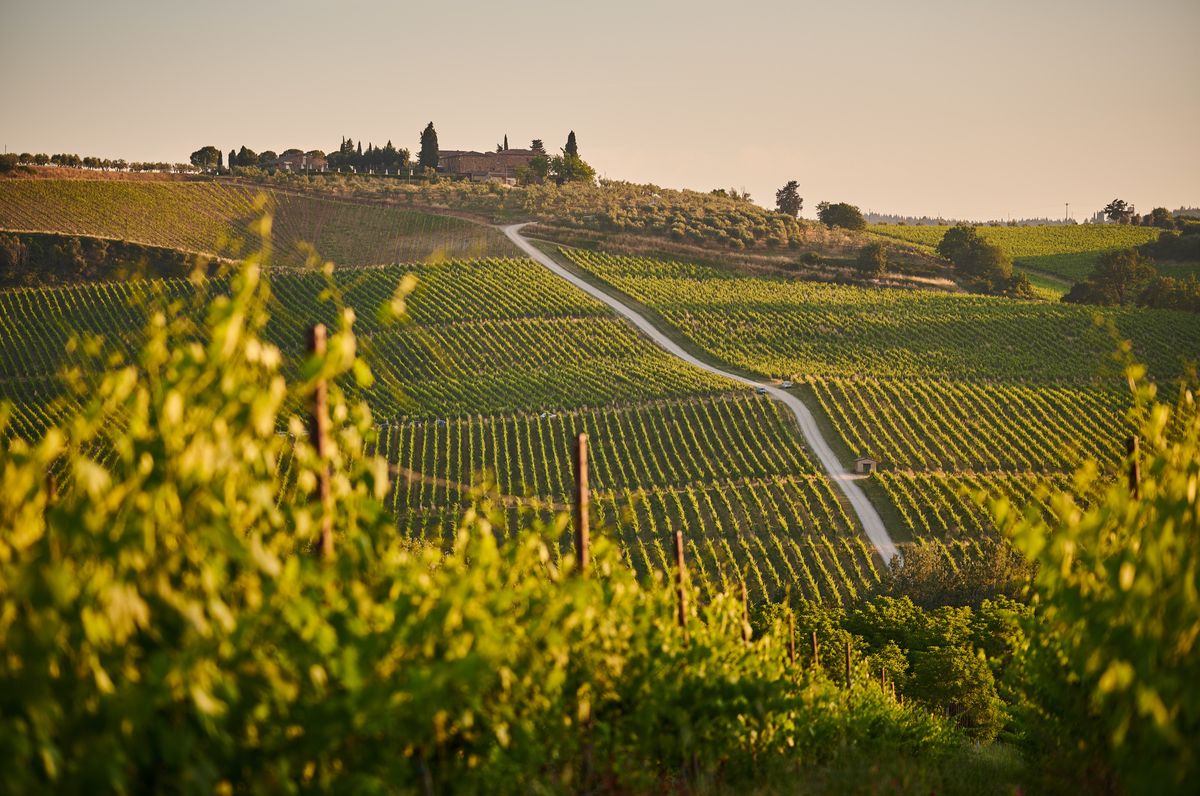 Rolling vineyard hills